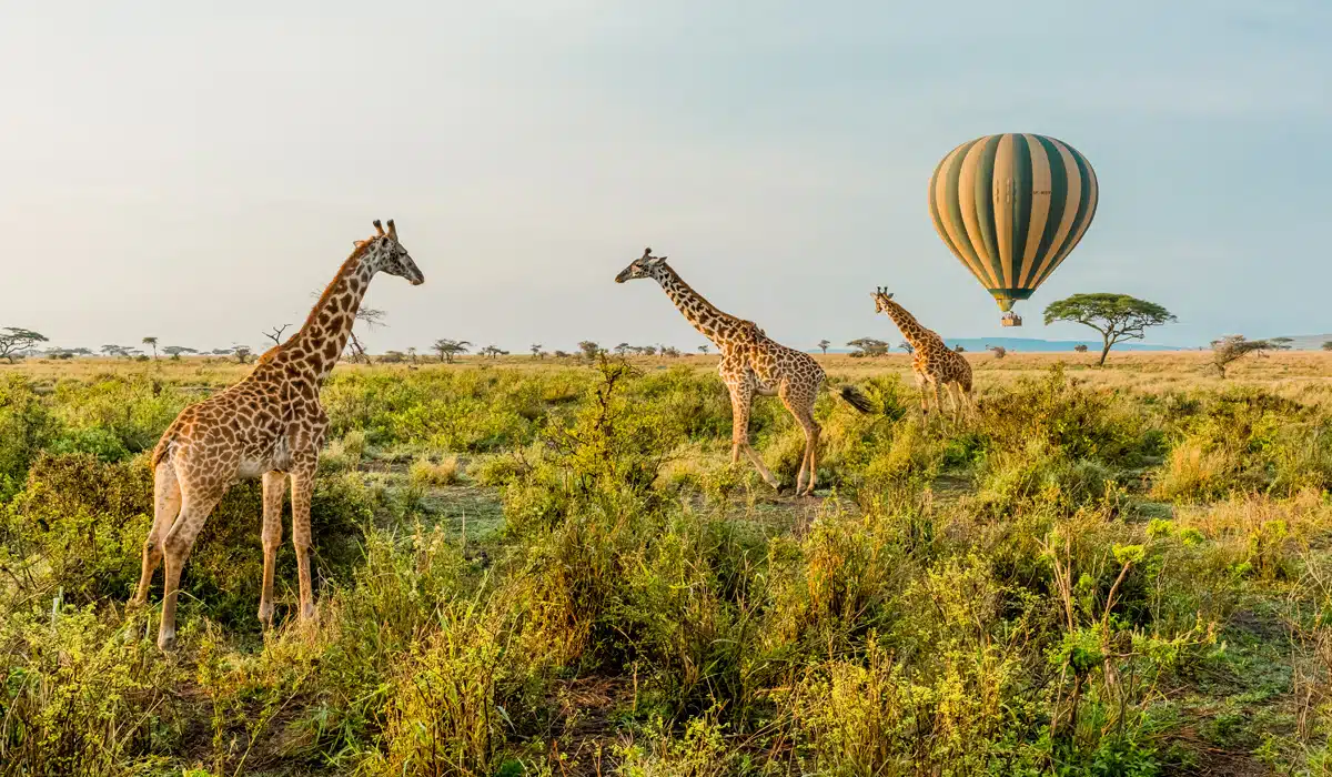Giraffe-in-Serengeti-National-Park-Easy-Travel-Tanzania