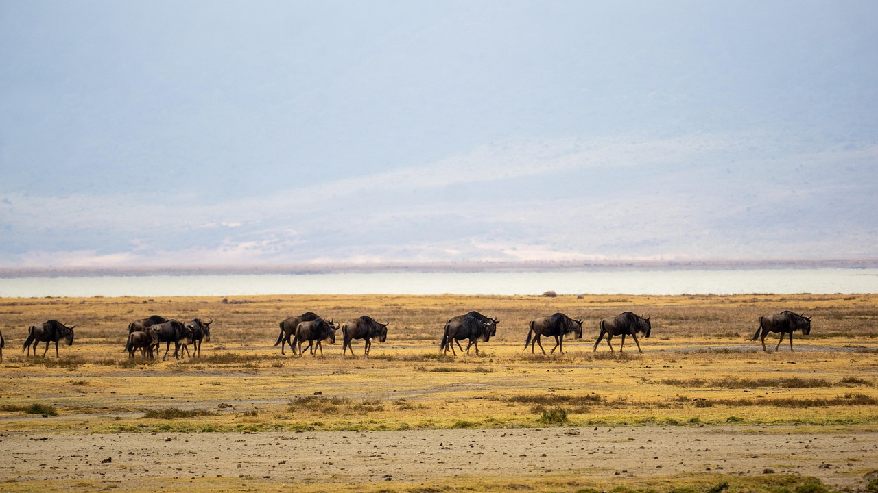 tanzania-7435163_1280